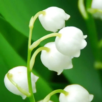 Lily of the Valley - Ландыш